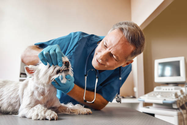 Best Emergency Dental Surgery in Peosta, IA